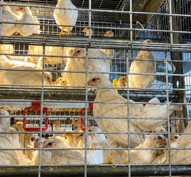 Commercial poultry construction, maintenance, and field services.