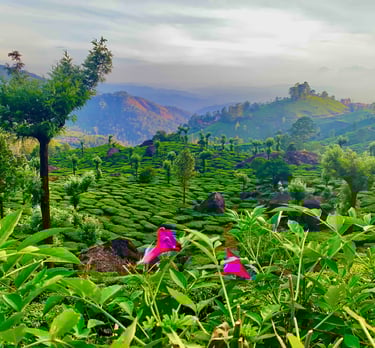 #brume sur Idukki