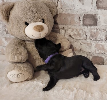 Femelle Schnauzer nain