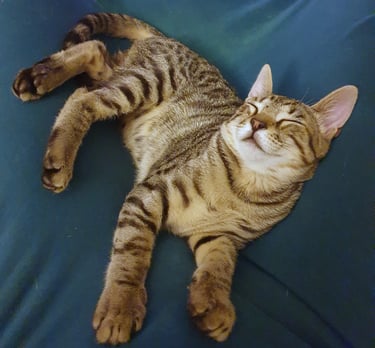 a young cat sleeping peacefully on a blue fabric