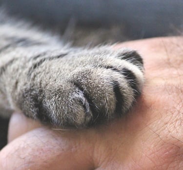 a cat's paw on a person's hand