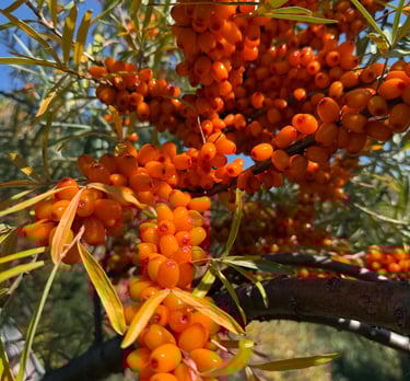 Seabuckthorn U-Pick Edmonton Beaumont Alberta Organic Orchard Konrad