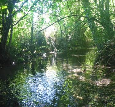 ripisylve riparian area stream