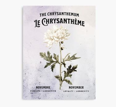chrysantheme