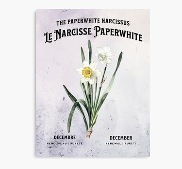 narcisse-paperwhite