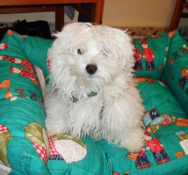 Marco bichón maltés en cama mirando con ternura, símbolo de amor en MundoBichón