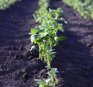 Picroc Organic Compost