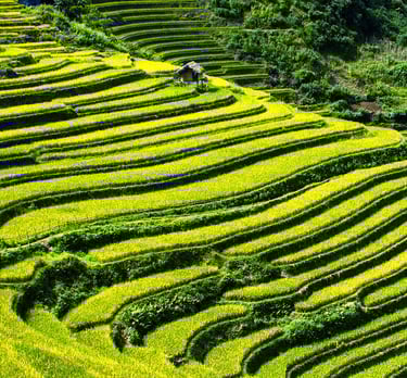 Sustainable Organic compost PICROC