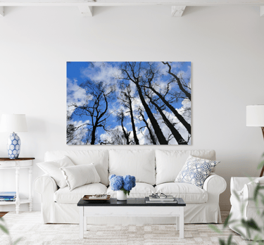 Photograph on Canvas of Bare Winter Birch Tree trunks against a cloudy blue sky on a livingrom wall 