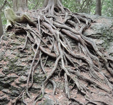 Exposed tree roots on a boulder, identified during a Natural Heritage Evaluation near West Grey.
