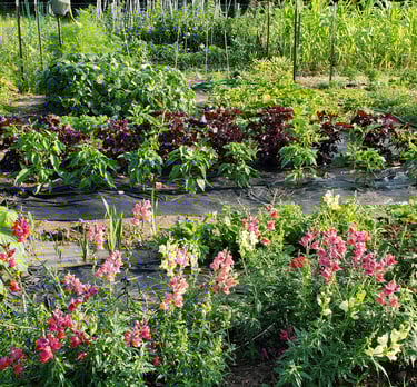 a garden with a variety of plants and flowers