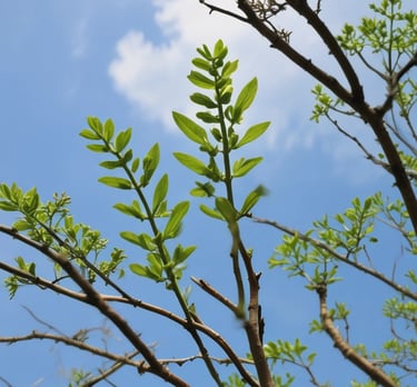 The green shoots of new growth on a plant
