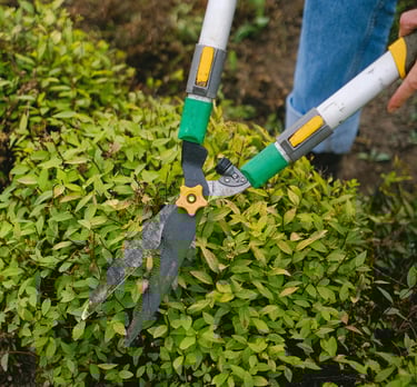 osoba przycina żywopłot w ramach usług ogrodniczych i pielęgnacyjnych zieleni