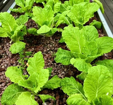 aquaponic media bed