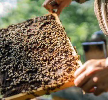 comb of honey bees being inspected from a hive