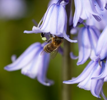 honey bee with pollen on a bluebell flower
