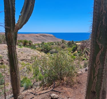 Îles Canaries - Fuerteventura Jardin botanique