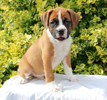 Puppies for Sale 
