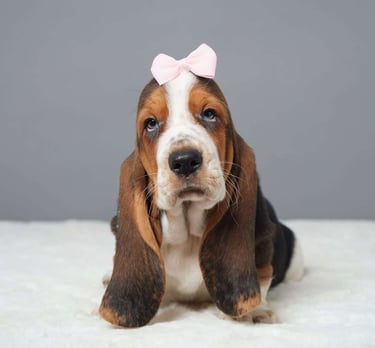 Puppies for Sale 