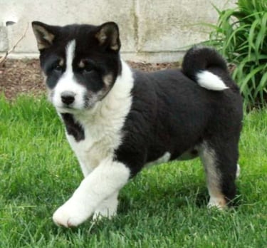 Shiba Inu puppies for sale