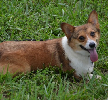 corgi from shady acres kennel