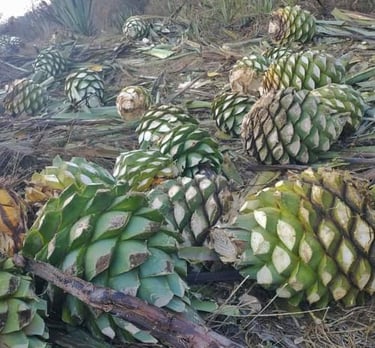 piñas para la elaboracion de mezcal 
