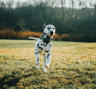 Pet Photography Photo