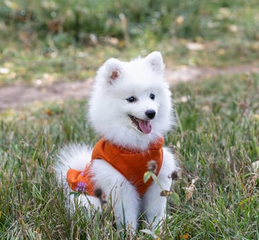 Colorado Japanese Spitz Puppy Direct Japan Source Japan Kennel Club