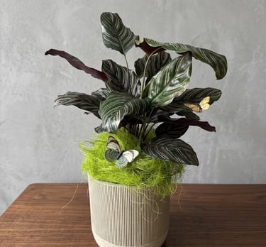 Piante, piante con vasi, piante colorate