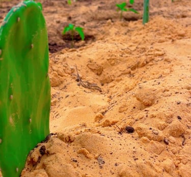 Utilisation du cactus pour rétablir le sol agricole