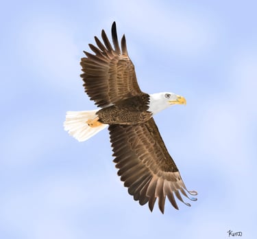 Bald Eagle soaring with blue sky background 