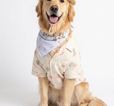 Perrito tamaño grande luciendo atuendo de verano en colores claros.