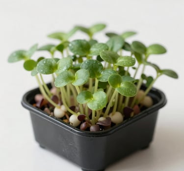 Close-up of a compact hydroponic setup with fresh herbs thriving.