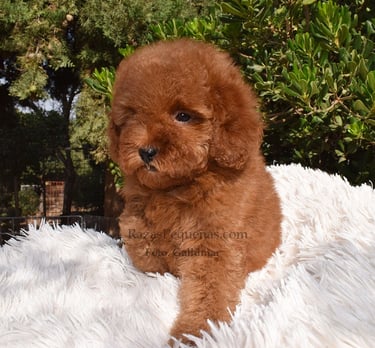 Caniche toy rojo