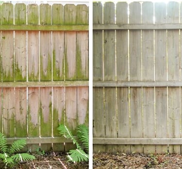Wood fence before and after cleaning in Land O' Lakes, FL