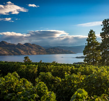 Lush vineyard in West Kelowna overlooking Okanagan Lake
