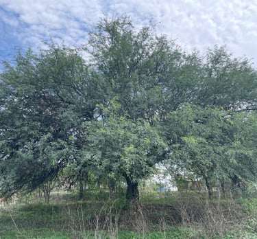 Árbol de mezquite