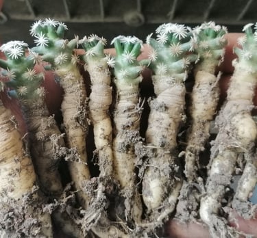 a person holding a bunch of plants that are growing
