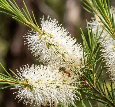 Melaleuca alternifolia flowers