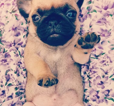 a pug dog puppy carlin chien élevage