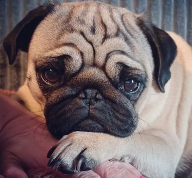 a pug dog is laying on a blanket carlin