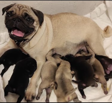 a pug dog is laying on a blanket