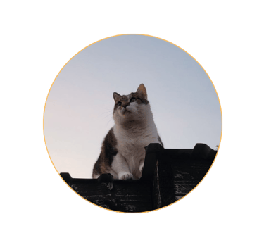 Flauschi Kater