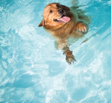 cachorro se divertindo na piscina