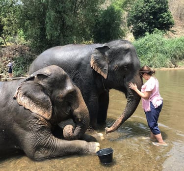Elephant Sanctuary