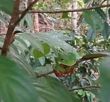 [Download] Uma pequena árvore na floresta e entre seus galhos uma perereca camuflada