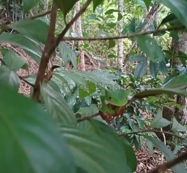 [Download] Uma pequena árvore na floresta e entre seus galhos uma perereca camuflada