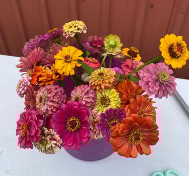 Bucket filled with fresh picked zinnia flowers
