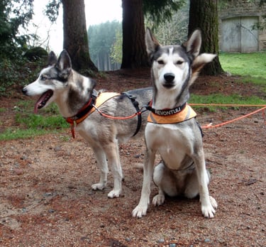 harnais type Chukchi pour chien de traineau