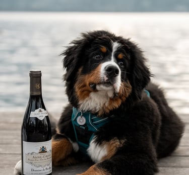 bouvier bernois Annecy